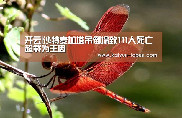 开云|沙特麦加塔吊倒塌致111人死亡 超载为主因(图2) 开云