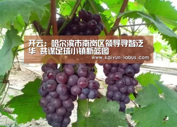 开云:哈尔滨市南岗区领导寻智泛华 共谋足球小镇新蓝图(图2) 开云